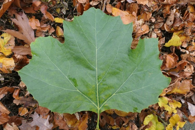 LevensErfenis Advies logo